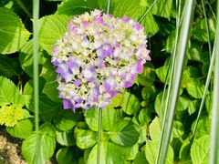 -西湖风景区-江洋畈生态公园