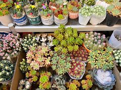 -双季花艺园艺市场(浦东店)