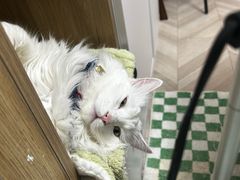 -美联众合爱康动物医院•复杂内科•肿瘤科•牙科•腔镜诊疗中心