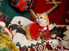 -超宠爱宠物摄影-Super pet