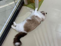 -三花喵·撸猫购宠·宠物生活馆(虹桥南丰城店)