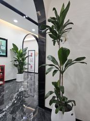 -大麦微针植发丨全国连锁