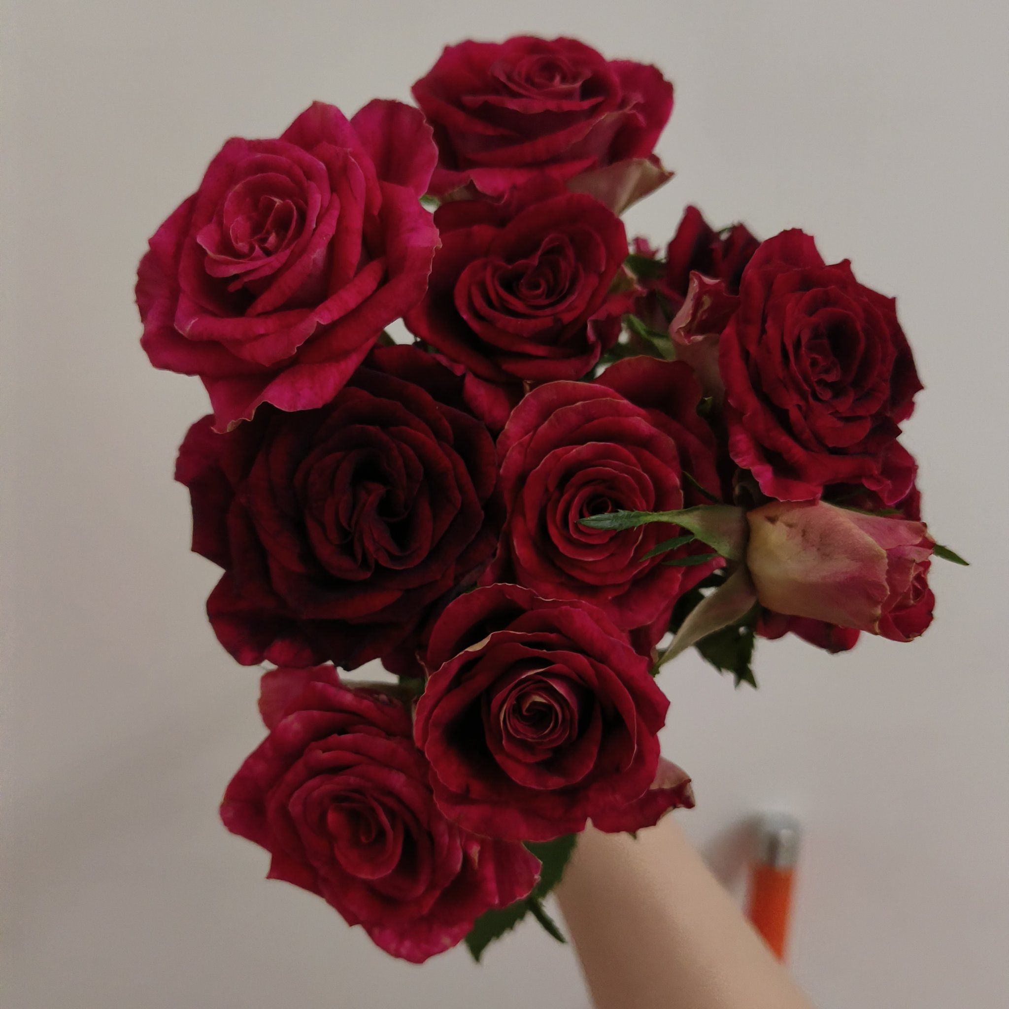 冬天最适合红丝绒质地的紫罗兰玫瑰#0元玩转这座城 #好看的花一定要