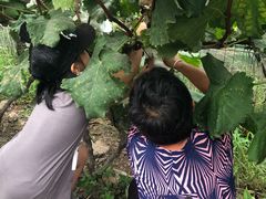 -马陆小张葡萄园农家乐