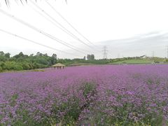 -紫颐香薰山谷景区