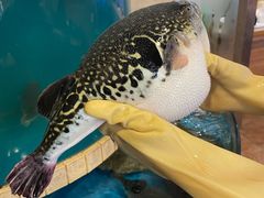 -天正河鲀·河豚亭(大连店)