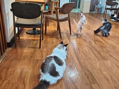 -猫爪屋猫咖(乐汇城店)