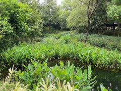 -西溪国家湿地公园