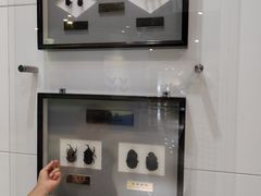 -上海昆虫博物馆