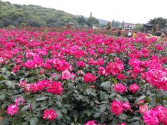 -龙寺生态园