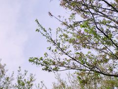 -古柏渡飞黄旅游区