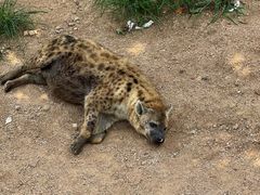 -西霞口神雕山野生动物世界