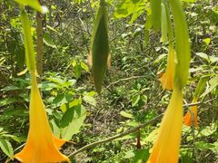 -广西壮族自治区药用植物园