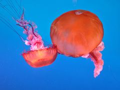 -太平洋海底世界