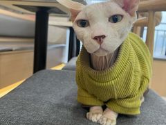 -喵园·猫主题咖啡厅·撸猫·猫咖(国贸店)