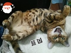 -四月宠物医院·猫专科·心脏专科·内科(转塘店)
