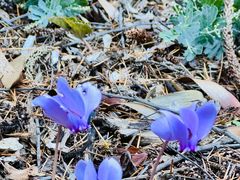 -墨尔本皇家植物园