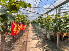 -马陆小张葡萄园农家乐