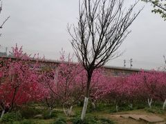 -秀丽东方