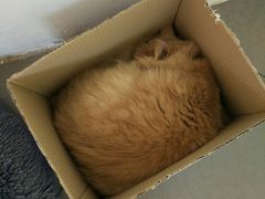 -有猫主题·治愈系猫咖(曾厝垵店)