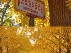 -三里屯东五街银杏大道