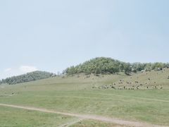 -关山草原