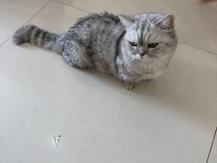 -平行世界·猫咖(首经贸店)