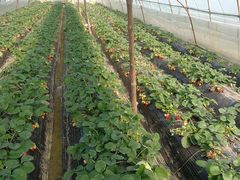 -胜丰草莓采摘园