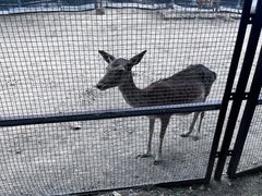 -青藏高原野生动物园