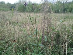 -贵阳市花溪国家城市湿地公园