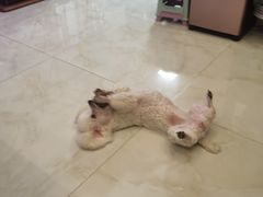 -宠福鑫康馨动物医院·骨科·眼科