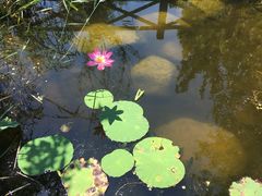 -武清南湖绿博园