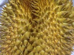 -柯剑飞超级水果批发中心(东港店)