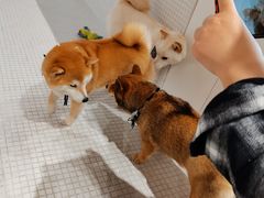 -柴务处·柴犬主题狗咖