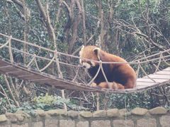 -上海野生动物园