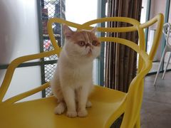 -喵屿·大理花园猫咖