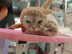 -FAELING PETS美天灵宠物(合生汇店)