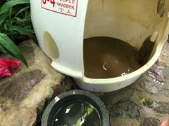 -100蛋泥浆浴