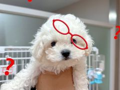 -翊宠yipet猫狗购宠庄园
