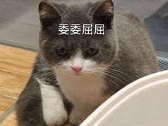-狗道宠物(常熟印象城店)