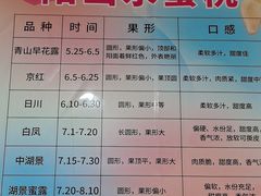 -老袁家蜜桃农场·阳山水蜜桃