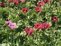 -国家植物园南园