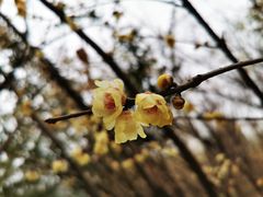 -三圣花乡旅游区