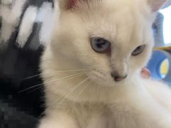 -猫力发电所·宠物专门店