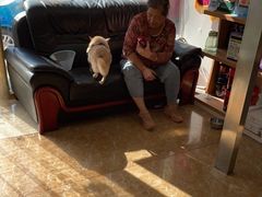 -A猫a狗全科·犬猫异宠·芥西宠物医院(南开总院)