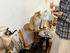 -李小姐の猫咖啡馆(五角场店)