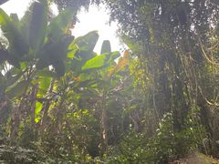 -西双版纳原始森林公园