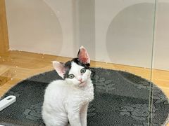 -青奢宠物·青奢猫舍