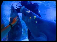 -烟台海昌鲸鲨海洋公园