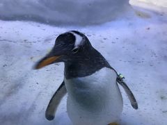 -芜湖新华联大白鲸海洋公园